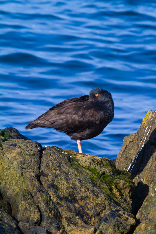 Black Oystercatcher